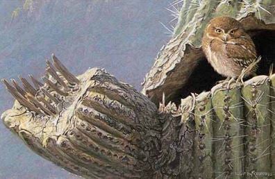 Young Elf Owl Old Saguaro Signed by the Artist Paper Lithograph Limited Edition – 950 S/N – 7 1/2 x 11