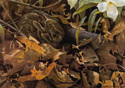 Among The Leaves – Cottontail- Signed By The Artist								 – Canvas Giclee
								 – Limited Edition
								 – 350 S/N
								 – 
								12 x 17