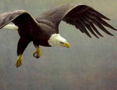 Approach – Bald Eagle- Signed By The Artist								 – Paper Lithograph
								 – Limited Edition
								 – 290 S/N
								 – 
								28 3/4 x 38