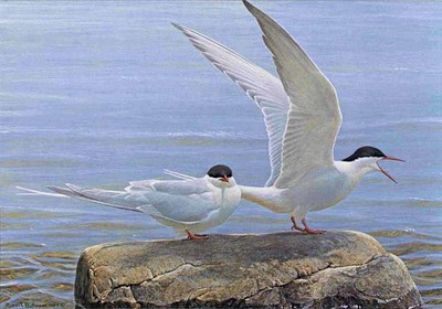 Arctic Tern Pair- Signed By The Artist								 – Paper Lithograph
								 – Limited Edition
								 – 950 S/N
								 – 
								13 3/4 x 19