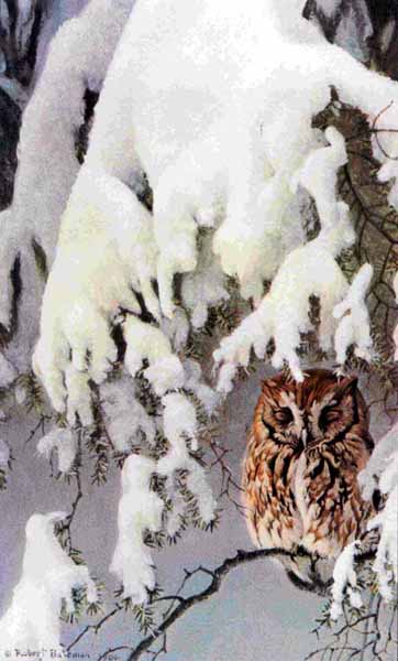 Asleep In The Hemlock – Screech Owl- Signed By The Artist								 – Paper Lithograph
								 – Limited Edition
								 – 950 S/N
								 – 
								20 1/2 x 12 1/2