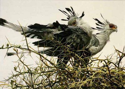 At The Nest – Secretary Birds- Signed By The Artist								 – Paper Lithograph
								 – Limited Edition
								 – 950 S/N
								 – 
								20 1/4 x 28