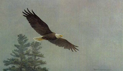 Bald Eagle Flying- Signed By The Artist								 – Paper Lithograph
								 – Limited Edition
								 – 950 S/N
								 – 
								9 1/4 x 15 3/8