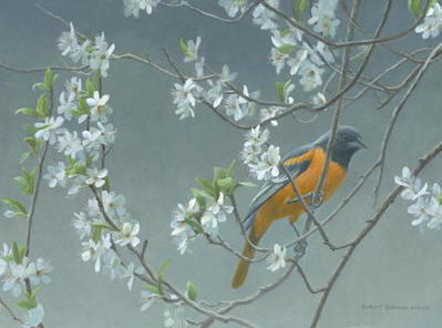 Baltimore Oriole And Plum Blossom- Signed By The Artist								 – Canvas Giclee
								 – Limited Edition
								 – 50 A/P
								 – 
								12 x 16