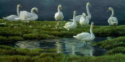 Bank Of Swans- Signed By The Artist								 – Paper Lithograph
								 – Limited Edition
								 – 950 S/N
								 – 
								16 1/4 x 32 1/2