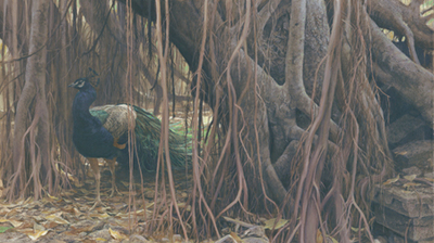 Banyan Walk – Peacock- Signed By The Artist								 – Canvas Giclee
								 – Limited Edition
								 – 180 S/N
								 – 
								24 x 42