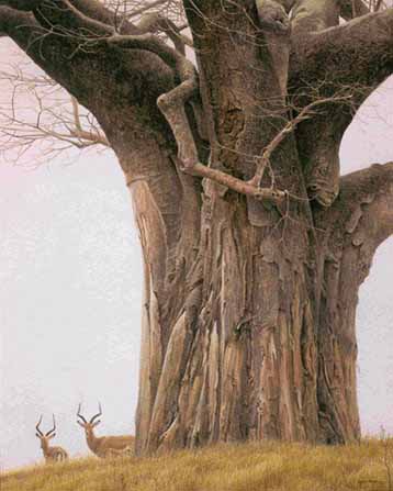 Baobab Tree And Impala- Signed By The Artist								 – Paper Lithograph
								 – Limited Edition
								 – 950 S/N
								 – 
								25 3/4 x 20