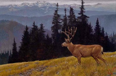 Black-Tailed Deer In The Olympics- Signed By The Artist								 – Paper Lithograph
								 – Limited Edition
								 – 950 S/N
								 – 
								20 x 29 3/4