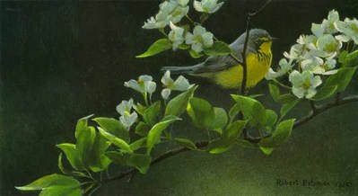 Canada Warbler And Pear Blossoms- Signed By The Artist								 – Paper Lithograph
								 – Limited Edition
								 – 1500 S/N
								 – 
								6 1/4 x 11 3/8