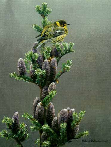 Cape May Warbler And Balsam- Signed By The Artist								 – Paper Lithograph
								 – Limited Edition
								 – 950 S/N
								 – 
								12 1/2 x 9 1/2