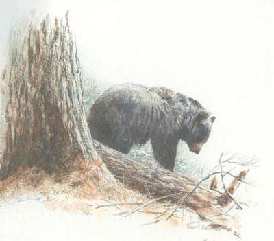 Cook Forest – Black Bear- Signed By The Artist								 – Paper Lithograph
								 – Limited Edition
								 – S/N
								 – 
								6 x 8								
								 –