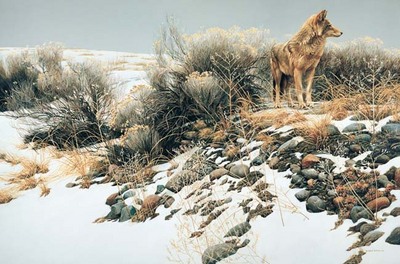 Coyote In Winter Sage- Signed By The Artist								 – Canvas Giclee
								 – Limited Edition
								 – 250 S/N
								 – 
								27 x 40