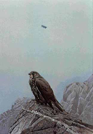 Dark Gyrfalcon- Signed By The Artist								 – Paper Lithograph
								 – Limited Edition
								 – 950 S/N
								 – 
								25 3/8 x 16 3/4								
								 –