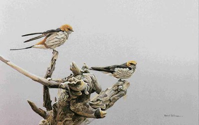 Driftwood Perch – Striped Swallows- Signed By The Artist								 – Paper Lithograph
								 – Limited Edition
								 – 950 S/N
								 – 
								13 1/2 x 20