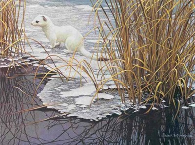 Edge Of The Ice – Ermine- Signed By The Artist								 – Paper Lithograph
								 – Limited Edition
								 – 56 A/P
								 – 
								11 7/8 x 16								
								 –