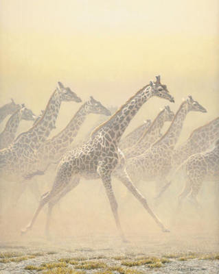 Galloping Herd – Giraffes- Signed By The Artist								 – Canvas Giclee
								 – Limited Edition
								 – 40 A/P
								 – 
								30 x 24