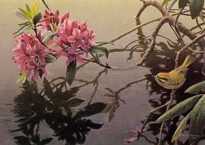 Golden-Crowned Kinglet And Rhododendron- Signed By The Artist								 – Paper Lithograph
								 – Limited Edition
								 – 950 S/N
								 – 
								12 x 15 1/2								
								 –