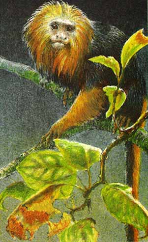 Golden-Headed Lion Tamarin- Signed By The Artist								 – Paper Lithograph
								 – Limited Edition
								 – 290 S/N
								 – 
								8 x 5