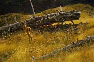 Golden Light – Black-Tailed Fawn- Signed By The Artist								 – Paper Lithograph
								 – Limited Edition
								 – 950 S/N
								 – 
								17 3/4 x 27