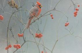 Highbush Cranberries – Cardinal- Signed By The Artist								 – Canvas Giclee
								 – Limited Edition
								 – 40 A/P
								 – 
								12 x 18