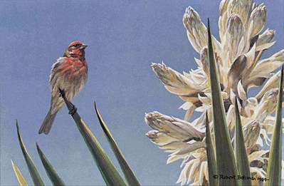 House Finch And Yucca- Signed By The Artist								 – Paper Lithograph
								 – Limited Edition
								 – 950 S/N
								 – 
								7 1/2 x 10 7/8