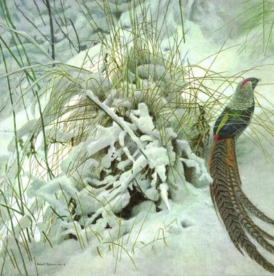 Lady Amherst Pheasant- Signed By The Artist								 – Paper Lithograph
								 – Limited Edition
								 – 550 S/N
								 – 
								23 x 23