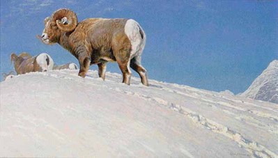 Last Look – Bighorn Sheep- Signed By The Artist								 – Paper Lithograph
								 – Limited Edition
								 – 950 S/N
								 – 
								18 1/2 x 32 1/2