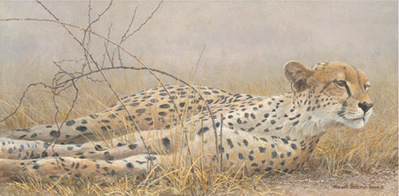 Londolosi Cheetah- Signed By The Artist								 – Paper Lithograph
								 – Limited Edition
								 – 76 A/P
								 – 
								10 7/8 x 21 5/8								
								 –