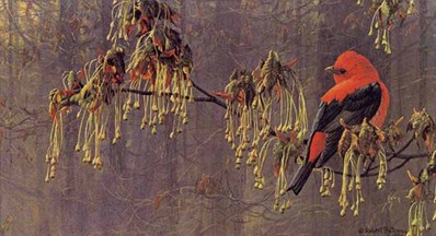 May Maple – Scarlet Tanager- Signed By The Artist								 – Paper Lithograph
								 – Limited Edition
								 – 20 P/P
								 – 
								8 1/2 x 15 1/4