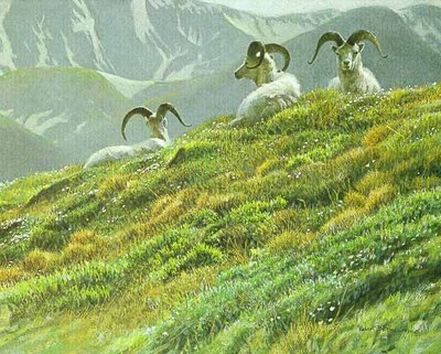 Mountain Meadow – Dall Sheep- Signed By The Artist								 – Paper Lithograph
								 – Limited Edition
								 – 76 A/P
								 – 
								12 1/4 x 15 3/8