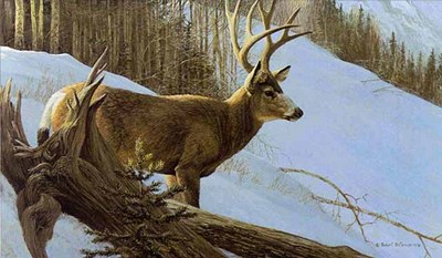 Mule Deer In Winter- Signed By The Artist								 – Paper Lithograph
								 – Limited Edition
								 – 950 S/N
								 – 
								12 1/4 x 19 1/2								
								 –