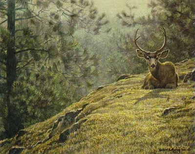 Mule Deer Resting- Signed By The Artist								 – Paper Lithograph
								 – Limited Edition
								 – 950 S/N
								 – 
								10 7/8 x 13 5/8