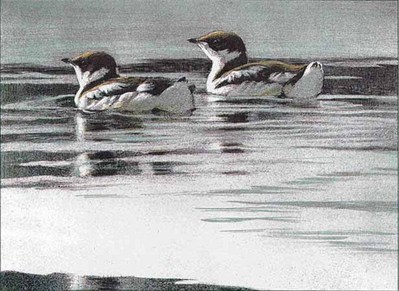 Murrelets- Signed By The Artist								 – Paper Lithograph
								 – Limited Edition
								 – 75 S/N
								 – 
								9 x 12								
								 –