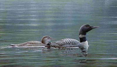 Muskoka Lake – Common Loons- Signed By The Artist								 – Paper Lithograph
								 – Limited Edition
								 – 2500 S/N
								 – 
								15 1/2 x 26 1/2