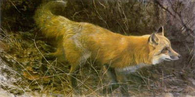 On The Move – Red Fox- Signed By The Artist								 – Paper Lithograph
								 – Limited Edition
								 – 76 A/P
								 – 
								11 7/8 x 23 1/2								
								 –