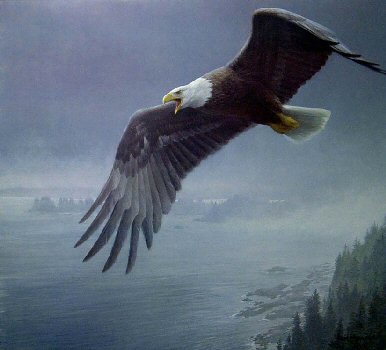 On The Wing – Bald Eagle- Signed By The Artist								 – Paper Lithograph
								 – Limited Edition
								 – 950 S/N
								 – 
								22 1/2 x 25 1/4