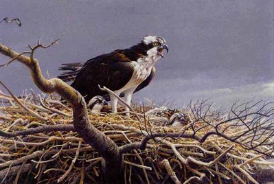 Osprey Family- Signed By The Artist								 – Paper Lithograph
								 – Limited Edition
								 – 950 S/N
								 – 
								20 x 29 1/2