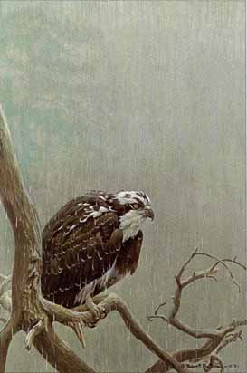 Osprey In The Rain- Signed By The Artist								 – Paper Lithograph
								 – Limited Edition
								 – 950 S/N
								 – 
								15 1/8 x 9 1/2