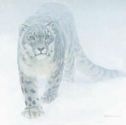 Out Of The White – Snow Leopard- Signed By The Artist								 – Canvas Giclee								 – Limited Edition								 – 180 S/N								 – 								18 x 18