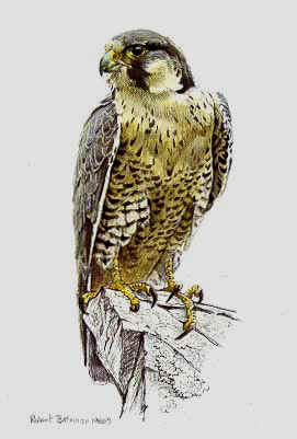 Peregrine Falcon- Signed By The Artist								 – Paper Lithograph
								 – Limited Edition
								 – 950 S/N
								 – 
								8 5/8 x 5 1/2