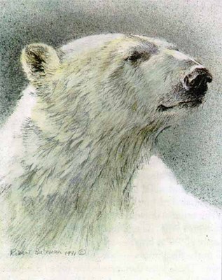 Predator Portfolio – Polar Bears (Set Of 3)- Signed By The Artist								 – Paper Lithograph
								 – Limited Edition
								 – 950 S/N
								 – 
								7 7/8 x 9 3/4