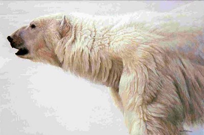 Polar Bear Profile- Signed By The Artist								 – Paper Lithograph
								 – Limited Edition
								 – 950 S/N
								 – 
								20 x 30 1/2