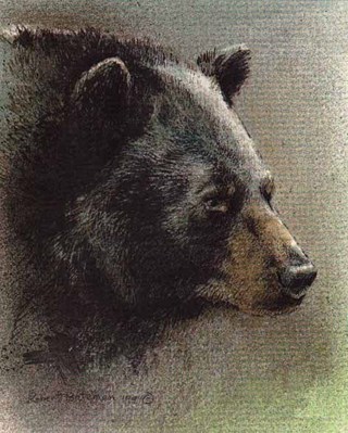 Predator Portfolio – Black Bears (Set Of 3)- Signed By The Artist								 – Paper Lithograph
								 – Limited Edition
								 – 76 A/P
								 – 
								7 7/8 x 9 3/4