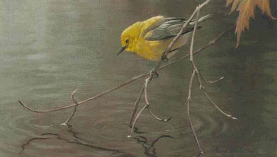 Prothonotary Warbler- Signed By The Artist								 – Paper Lithograph
								 – Limited Edition
								 – 950 S/N
								 – 
								7 x 12