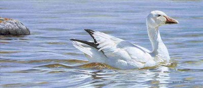 Proud Swimmer – Snow Goose- Signed By The Artist								 – Paper Lithograph
								 – Limited Edition
								 – 950 S/N
								 – 
								9 3/8 x 20 1/2