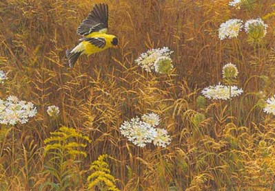 Queen Anne’s Lace And American Goldfinch- Signed By The Artist								 – Paper Lithograph
								 – Limited Edition
								 – 950 S/N
								 – 
								11 x 15 1/8