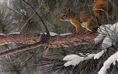 Red Squirrel- Signed By The Artist								 – Paper Lithograph
								 – Limited Edition
								 – 950 S/N
								 – 
								11 7/8 x 17 3/4