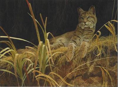 Riverbank Retreat – Bobcat- Signed By The Artist								 – Canvas Lithograph
								 – Limited Edition
								 – 350 S/N
								 – 
								17 x 23