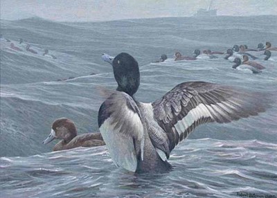 Rolling Waves – Greater Scaup- Signed By The Artist								 – Paper Lithograph
								 – Limited Edition
								 – S/N
								 – 
								6 1/2 x 9