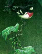 Rose-Breasted Grosbeak- Signed By The Artist								 – Paper Lithograph
								 – Limited Edition
								 – 290 S/N
								 – 
								10 x 8